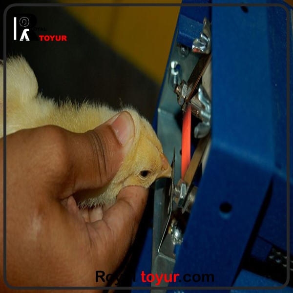 طریقه و روش نوک چینی در طیور 